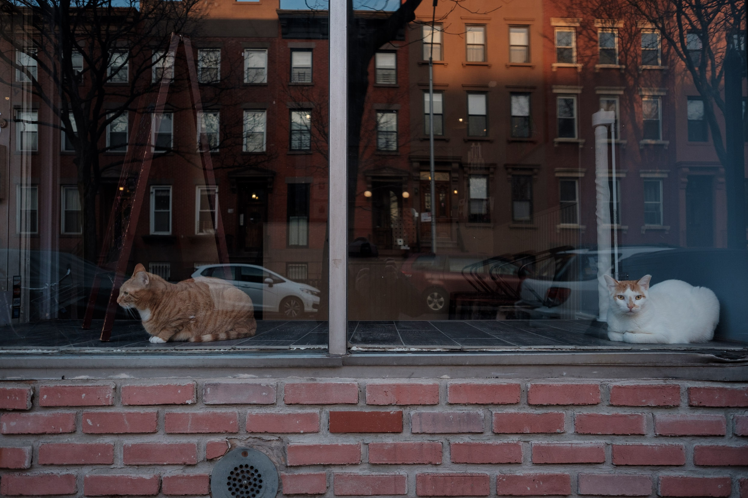 cats-in-storefront-carroll-gardens-brooklyn-color-photography