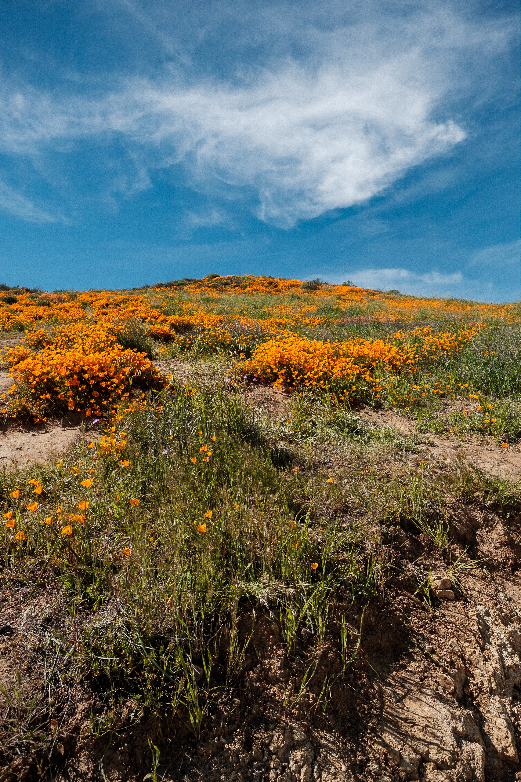 Superbloom lake elsinore california poppies color photography zach barocas